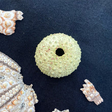Sea Urchin Charm Necklace